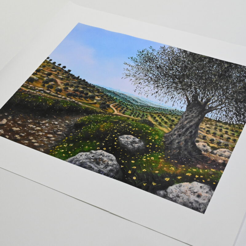 Olive Tree Field from Ramallah (2024) by Salah Al-Froukh – Canvas Art Print