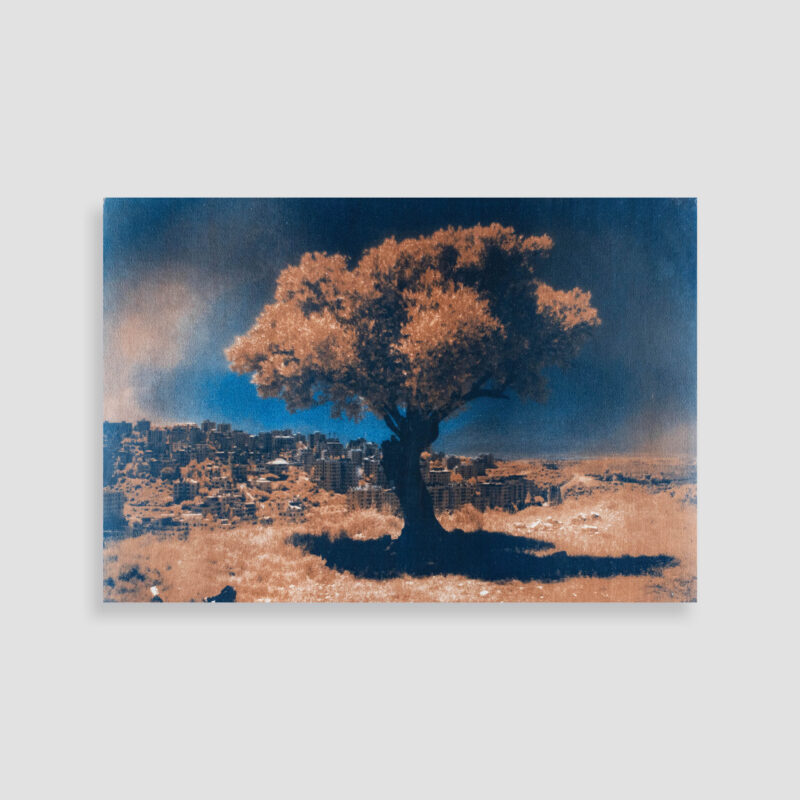 Olive Red No. 3 by Sari Tarazi - Photography