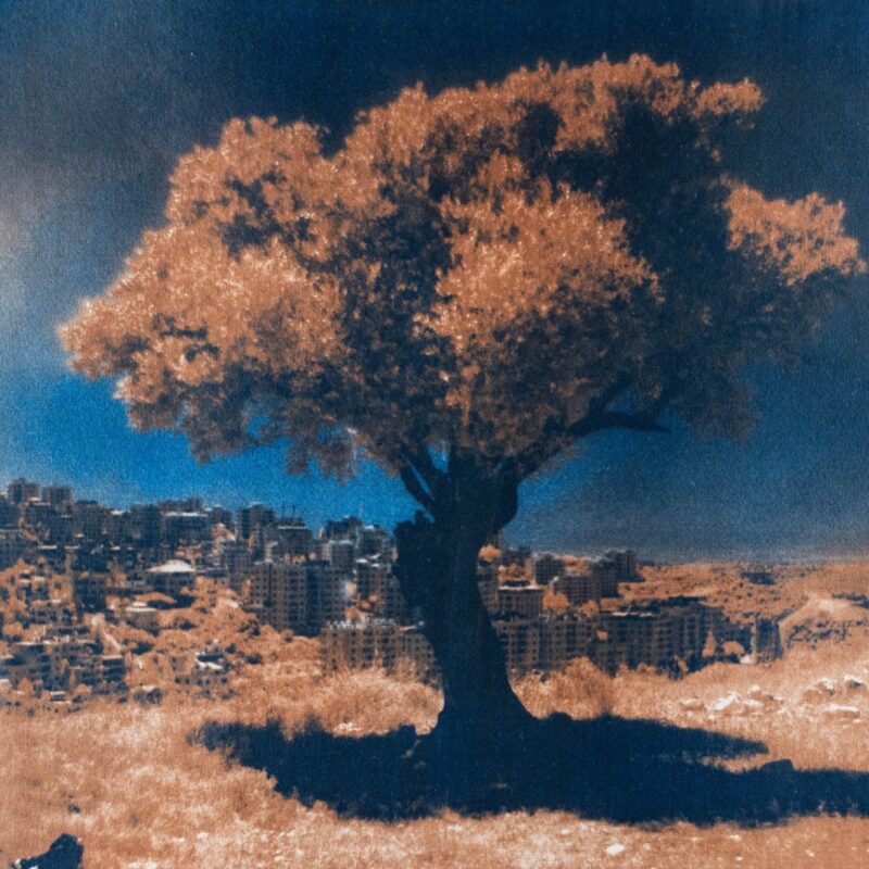 Olive Red No. 3 by Sari Tarazi - Photography