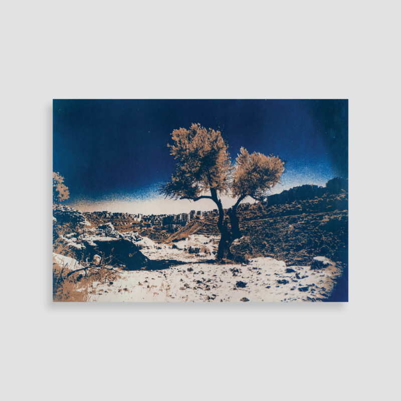 Olive Red No. 4 by Sari Tarazi - Photography